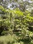 Hanging inflorescences of Manchurian walnut. JuglansÂ mandshurica.